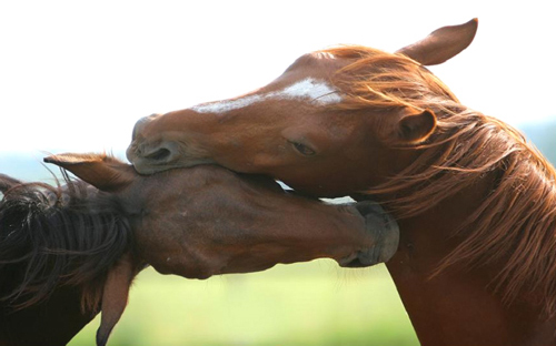 Stage di Equi-Emozione